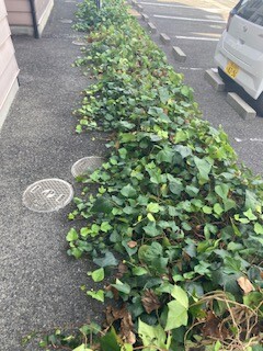 植木